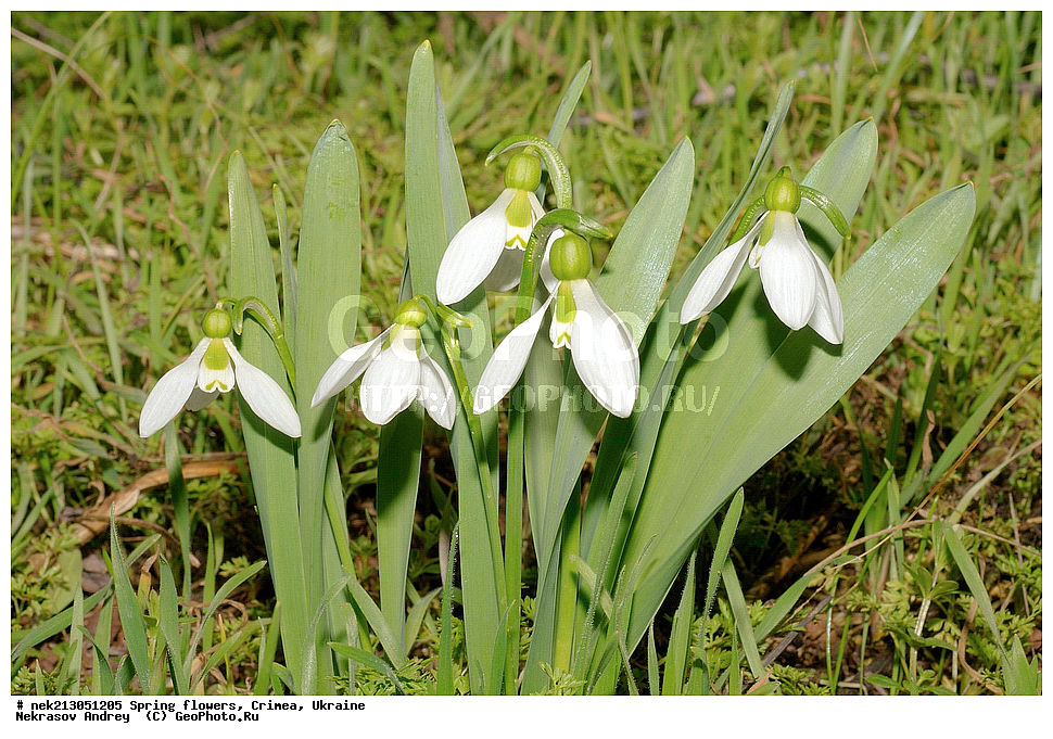 �������� �����, �������, ����, ���������� ��������, ����������, �����������, Galanthus elwesii, ��������, �������, �������, �����, ����������, ��������, �����, ������, ��������, ��������, �����, ����, ���, ������, ������, �������, ������ ��������, �����, ���������� ��������, ������������ ��������, ������������ ��������, ������, �����, XYZ, �������������, Amaryllidaceae, ���������� �������, ���������� �������, Galanthus elwesii