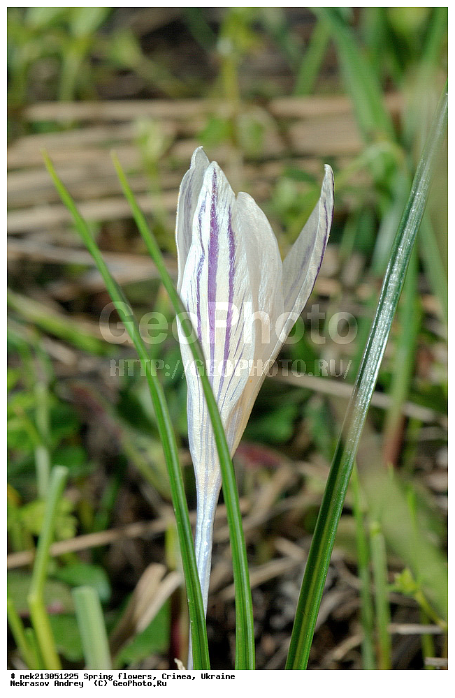 �������� �����, �������, ����, ������, �������, ������ ��������, ������, Crocus reticulatus, ��������, �������, �������, �����, ����������, ��������, �����, ������, ��������, ��������, �����, ����, ���, ������, ������, ������� , ������ ��������, �����, ���������� ��������, ������������ ��������, ������������ ��������, ������, �����, XYZ, ��������, �����������, Iridaceae, ������ ��������, ������ ���������, ������ ��������, ������ ���������, Crocus reticulatus, Crocus variegatus