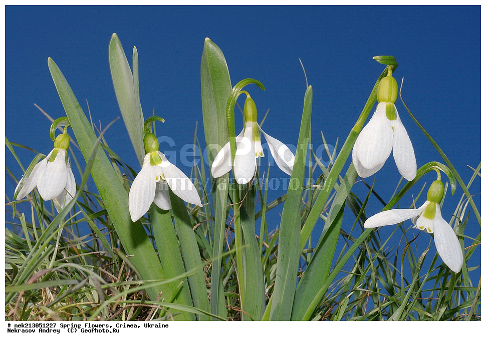 �������� �����, �������, ����, ���������� ��������, ����������, �����������, Galanthus elwesii, ��������, �������, �������, �����, ����������, ��������, �����, ������, ��������, ��������, �����, ����, ���, ������, ������, �������, ������ ��������, �����, ���������� ��������, ������������ ��������, ������������ ��������, ������, �����, XYZ, �������������, Amaryllidaceae, ���������� �������, ���������� �������, Galanthus elwesii