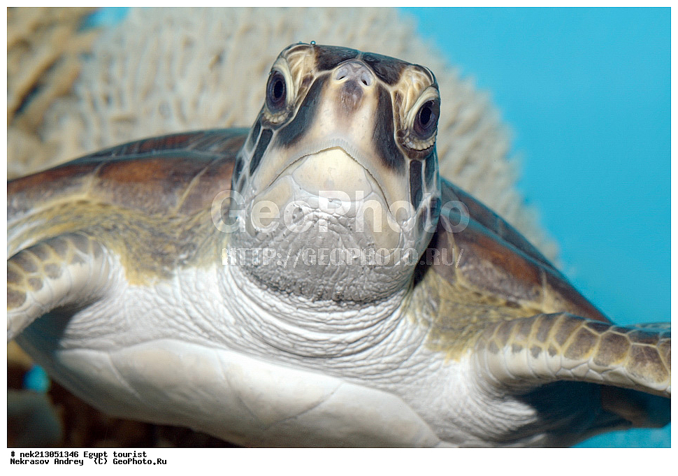 ������, ������, �������, ������, �������, ��������, ������, �������, ��������, ������� ��������, �������, Chelonia mydas, ������� ����, ������, ������, ��������, ��������, ��������, ���������, ���, ��� �����, ���������, ���������, ��������� ����������, ������, �������, �������, ������, ����, ���������, ���������, ��������, ��������, ��������������, ��������������, ��������, ��������, XYZ, ������� ��������, Cheloniidae, ������ ��������, ������ ������� ��������, ������� ��������, ������� ������� ��������, ������� ��������, Chelonia mydas