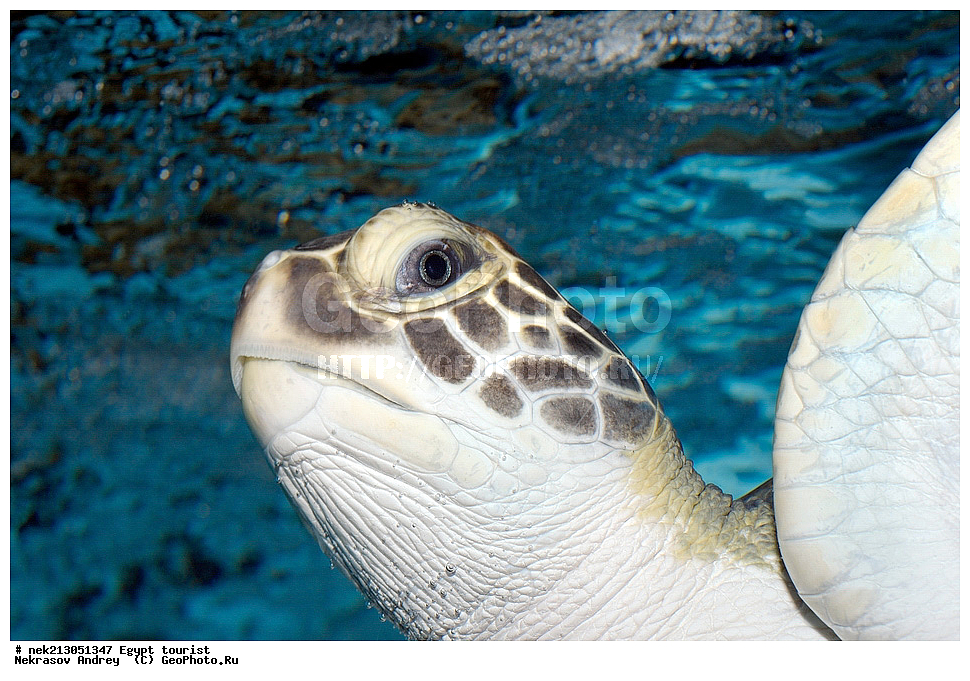 ������, ������, �������, ������, �������, ��������, ������, �������, ��������, ������� ��������, �������, Chelonia mydas, ������� ����, ������, ������, ��������, ��������, ��������, ���������, ���, ��� �����, ���������, ���������, ��������� ����������, ������, �������, �������, ������, ����, ���������, ���������, ��������, ��������, ��������������, ��������������, ��������, ��������, XYZ, ������� ��������, Cheloniidae, ������ ��������, ������ ������� ��������, ������� ��������, ������� ������� ��������, ������� ��������, Chelonia mydas