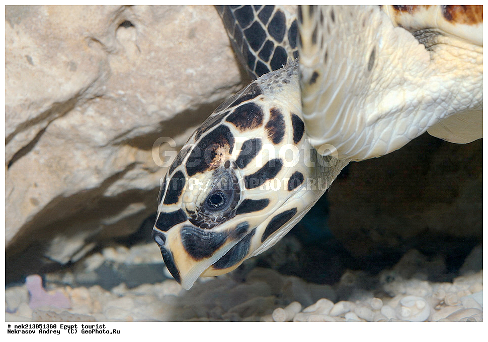 ������, ������, ������� ����, ������, ������, ��������, ��������, ��������, ���������, ���, ��� �����, ���������, ���������, ��������� ����������, ������, �������, �������, ������, ����, ���������, ���������, Eretmochelys imbricata, ������� ��������, �����, ����, ��������� �������, �������, ��������, ��������, ��������������, ��������������, ��������, ��������, XYZ, ������� ��������, Cheloniidae, �����, ����, ��������� �������, Eretmochelys imbricata