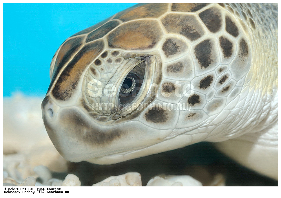 ������, ������, �������, ������, �������, ��������, ������, �������, ��������, ������� ��������, �������, Chelonia mydas, ������� ����, ������, ������, ��������, ��������, ��������, ���������, ���, ��� �����, ���������, ���������, ��������� ����������, ������, �������, �������, ������, ����, ���������, ���������, ��������, ��������, ��������������, ��������������, ��������, ��������, XYZ, ������� ��������, Cheloniidae, ������ ��������, ������ ������� ��������, ������� ��������, ������� ������� ��������, ������� ��������, Chelonia mydas