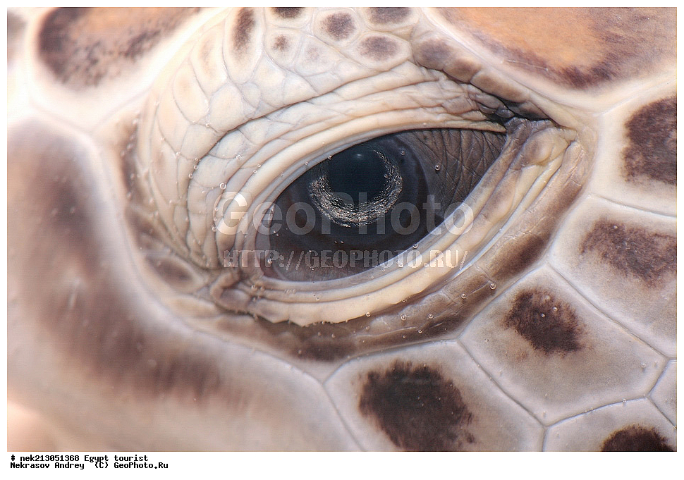 ������, ������, �������, ������, �������, ��������, ������, �������, ��������, ������� ��������, �������, Chelonia mydas, ������� ����, ������, ������, ��������, ��������, ��������, ���������, ���, ��� �����, ���������, ���������, ��������� ����������, ������, �������, �������, ������, ����, ���������, ���������, ��������, ��������, ��������������, ��������������, ��������, ��������, XYZ, ������� ��������, Cheloniidae, ������ ��������, ������ ������� ��������, ������� ��������, ������� ������� ��������, ������� ��������, Chelonia mydas