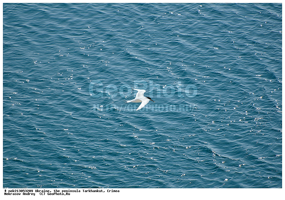 ����, �������, ����������, ���������, ����, �����, �������, �����, ��������� �����, �����, ����, ����, ������������, ����, ��������, ��������, ��������, ��������, �������, ����, �������, �������, �������, ���, ����������, ����, ������, ���������, ������, �������, ���������, ����������, ������, ����������, ����������, ���������, ������������, ������������, ������������, ����������, �����, ������,Sterna, �����, ���, �����, ��������, ��������, �����, �����, �����, �������, �����, ������, ���������� ���������, ����������, ��������, �������� �����, �����, �������� ���������