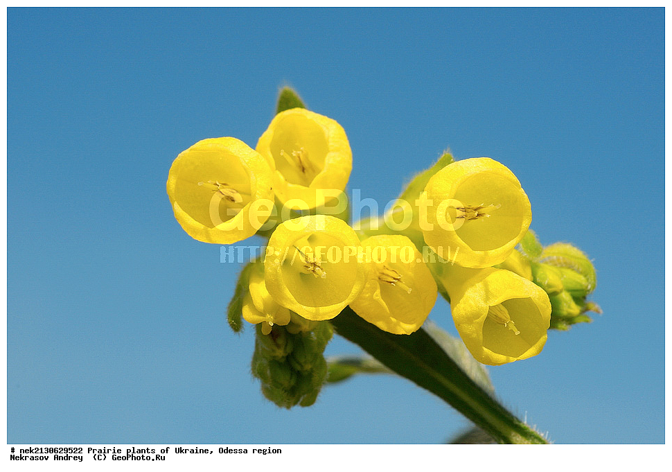 �������, ��������, �������,  ������ ��������, ����, ��������, ��������, �������, �������, �����, �������, ������, ��������, ��������, ��������, ������������, ������������, ������  , Onosma taurica, ������ �������� ������ ��������� �����, ������, ���������, ���������, ������ ��������, �����, ���������� ��������, ������������ ��������, ������������ ��������, ������, �����, XYZ, ������������, Boraginaceae, ������ ��������, Onosma taurica