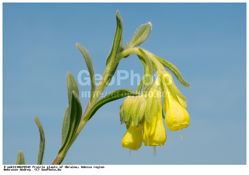 �������, ��������, �������, �������� �������, ������ ��������, ����, ��������, ��������, �������, �������, �����, �������, ������, ��������, ��������, ��������, ������������, ������������, ������, Onosma taurica, ������ �������� ������ ��������� �����, ������, ���������, ���������, ������ ��������, �����, ���������� ��������, ������������ ��������, ������������ ��������, ������, �����, XYZ, ������������, Boraginaceae, ������ ��������, Onosma taurica