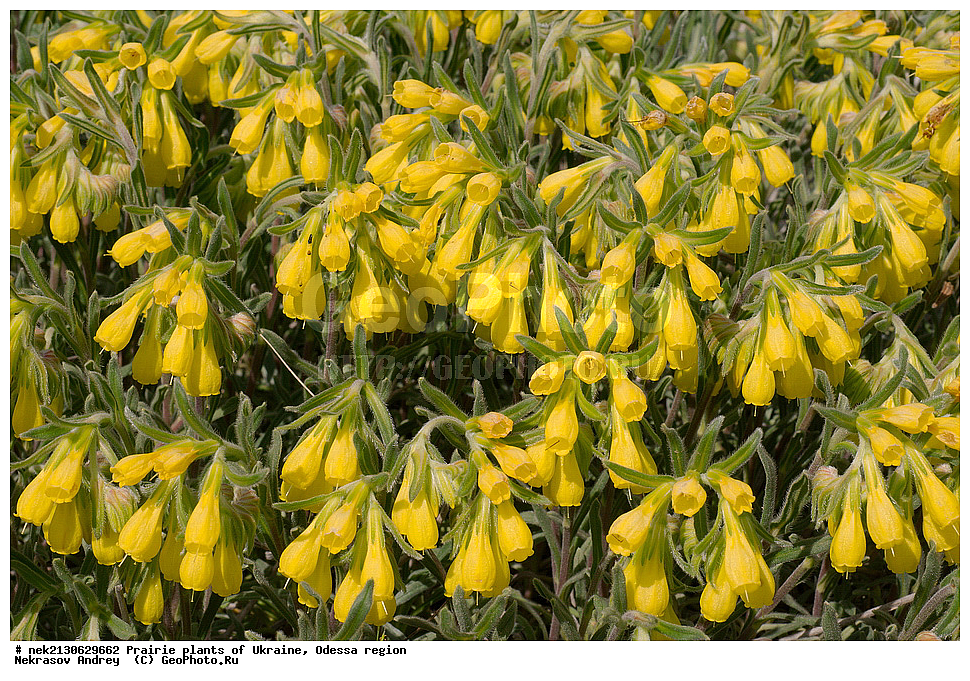 �������, ��������, �������, ������ ��������, ����, ��������, ��������, �������, �������, �����, �������, ������, ��������, ��������, ��������, ������������, ������������, ������  , ��������, ���������, �������, ���, ��������, ��, Onosma taurica, ������ �������� ������ ��������� �����, ������, ���������, ���������, ������ ��������, �����, ���������� ��������, ������������ ��������, ������������ ��������, ������, �����, XYZ, ������������, Boraginaceae, ������ ��������, Onosma taurica