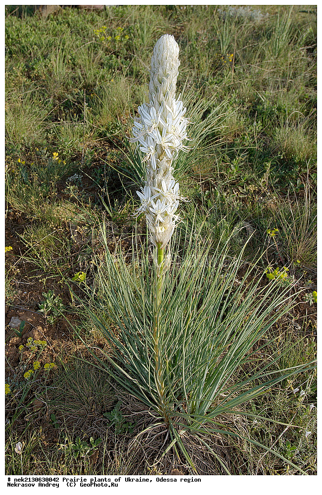�������, ��������, �������, ����, ��������, ��������, �������, �������, �����, �������, ������, ��������, ��������, ��������, ������������, ������������, ������  , Asphodelina taurica, ���������� ��������, ����������, ������ ��������, �����, ���������� ��������, ������������ ��������, ������������ ��������, ������, �����, XYZ, ������������, Asphodelaceae, ���������� ��������, �������� ��������, Asphodeline taurica, Asphodelus tauricus