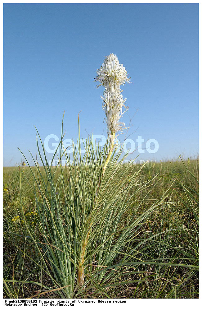 �������, ��������, �������, ����, ��������, ��������, �������, �������, �����, �������, ������, ��������, ��������, ��������, ������������, ������������, ������  , Asphodelina taurica, ���������� ��������, ����������, ������ ��������, �����, ���������� ��������, ������������ ��������, ������������ ��������, ������, �����, XYZ, ������������, Asphodelaceae, ���������� ��������, �������� ��������, Asphodeline taurica, Asphodelus tauricus