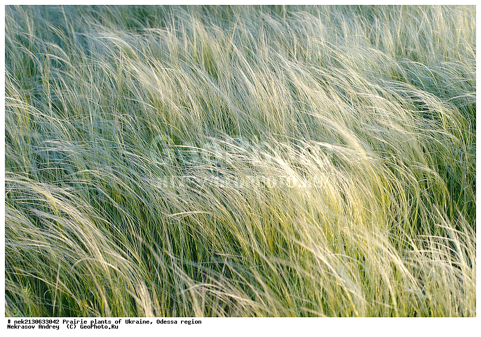 �������, ��������, �������, ����, ��������, ��������, �������, �������, �����, �������, ������, ��������, ��������, ��������, ������������, ������������, ������  , ��������, ���������, �������, ���, ��������, ��, �����, ������� ������, ������ ��������, �����, ���������� ��������, ������������ ��������, ������������ ��������, ������, �����, XYZ, �����, ����������, Gramineae, Poaceae, ������, Stipa sp.