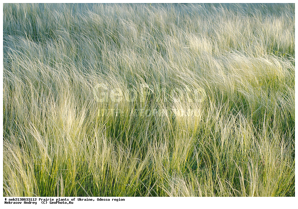 �������, ��������, �������, ����, ��������, ��������, �������, �������, �����, �������, ������, ��������, ��������, ��������, ������������, ������������, ������  , ��������, ���������, �������, ���, ��������, ��, �����, ������� ������, ������ ��������, �����, ���������� ��������, ������������ ��������, ������������ ��������, ������, �����, XYZ, �����, ����������, Gramineae, Poaceae, ������, Stipa sp.