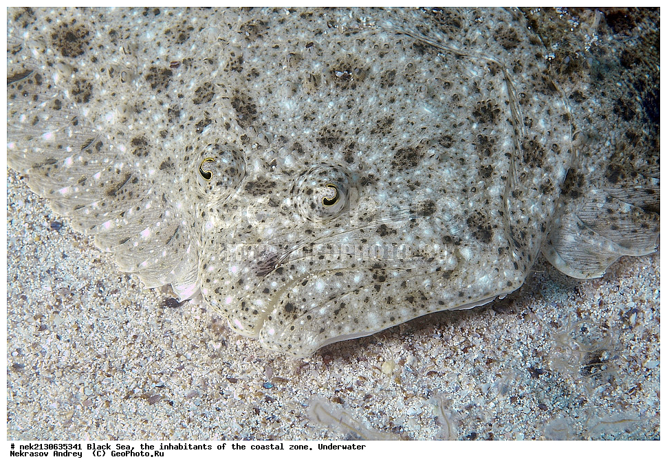 ������ ����, ��������� ������, ������������ ������,  �������� ������,  �������� ����,  ������, ��������, ������������, ����, �������, Psetta maeotica, ����, ����, ����������, �����������, Scophthalmus maeoticus , ��������� ���, ��������� ����������, ��� �����, ���, �����, ���������, ���������, ���������, ����, ����, ��������, ��������, �������, ������������, ������������, ����, ���������� ���������, ��������, ���, ���������, �����, �����, �����