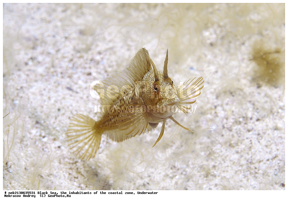 ������ ����, ��������� ������, ���������������� ������� �������, Blennius tentacularis, �������, �������, ����������������, �������, ����, ����, ��������� ���, ��������� ����������, ��� �����, ���, �����, ���������, ���������, ���������, ����, ����, ��������, ��������, �������, ������������, ������������, ����, ���������� ���������, ��������, ���, ���������, �����, �����, �����