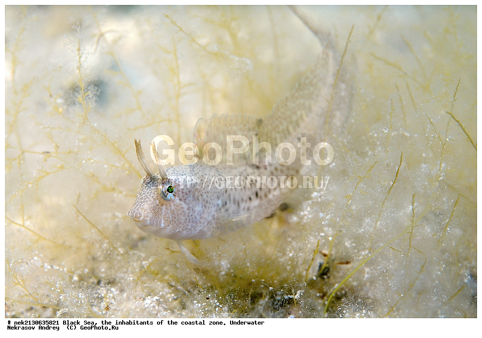 ������ ����, ��������� ������, ���������������� ������� �������, Blennius tentacularis, �������, �������, ����������������, �������, ����, ����, ��������� ���, ��������� ����������, ��� �����, ���, �����, ���������, ���������, ���������, ����, ����, ��������, ��������, �������, ������������, ������������, ����, ���������� ���������, ��������, ���, ���������, �����, �����, �����