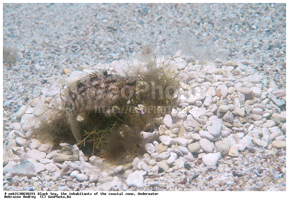 ������ ����, ��������� ������, ����, ����, ���������, ���������, ������, ������, ��������, �����������, �����������, ����������, ���, Crenilabrus cinereus, ��������� ������, ���������, ������, ������, ������, ������� ����, ������� ������, ��������� ���, ��������� ����������, ��� �����, ���, �����, ���������, ���������, ���������, ����, ����, ��������, ��������, �������, ������������, ������������, ����, ���������� ���������, ��������, ���, ���������, �����, �����, �����