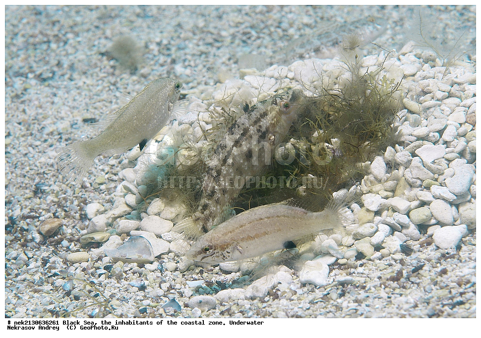 ������ ����, ��������� ������, ����, ����, ���������, ���������, ������, ������, ��������, �����������, �����������, ����������, ���, Crenilabrus cinereus, ��������� ������, ���������, ������, ������, ������, ������� ����, ������� ������, ��������� ���, ��������� ����������, ��� �����, ���, �����, ���������, ���������, ���������, ����, ����, ��������, ��������, �������, ������������, ������������, ����, ���������� ���������, ��������, ���, ���������, �����, �����, �����