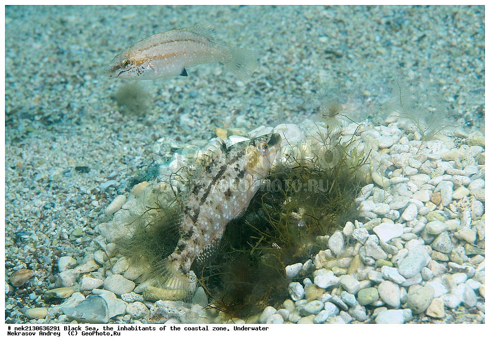 ������ ����, ��������� ������, ����, ����, ���������, ���������, ������, ������, ��������, �����������, �����������, ����������, ���, Crenilabrus cinereus, ��������� ������, ���������, ������, ������, ������, ������� ����, ������� ������, ��������� ���, ��������� ����������, ��� �����, ���, �����, ���������, ���������, ���������, ����, ����, ��������, ��������, �������, ������������, ������������, ����, ���������� ���������, ��������, ���, ���������, �����, �����, �����