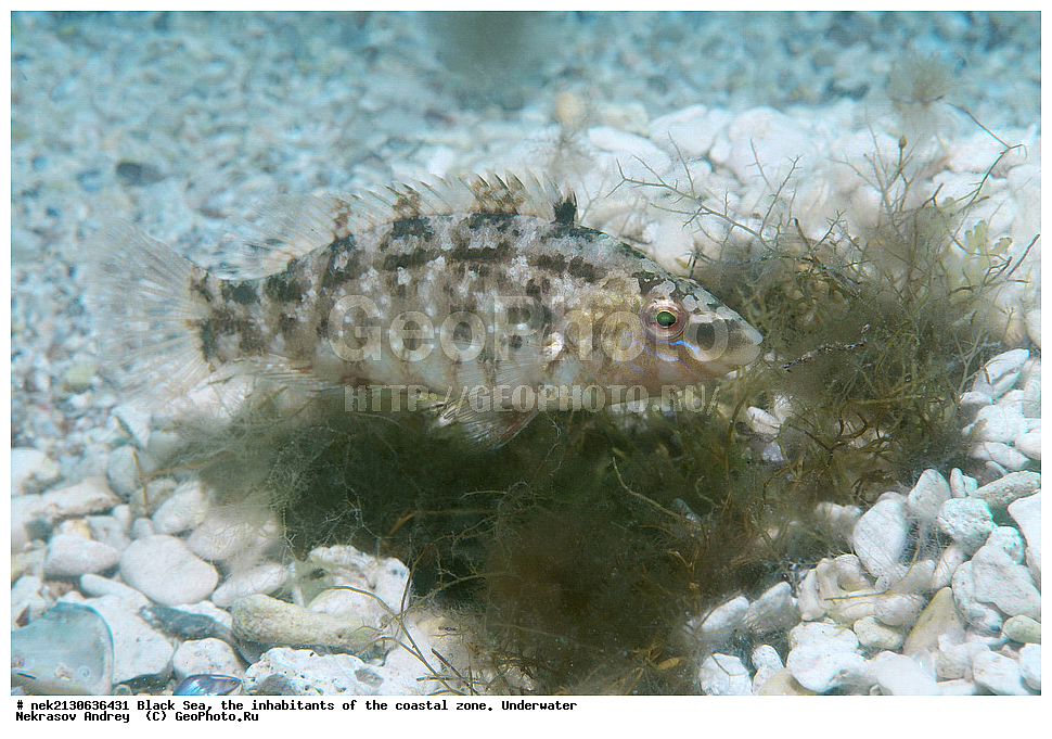 ������ ����, ��������� ������, ����, ����, ���������, ���������, ������, ������, ��������, �����������, �����������, ����������, ���, Crenilabrus cinereus, ��������� ������, ���������, ������, ������, ������, ������� ����, ������� ������, ��������� ���, ��������� ����������, ��� �����, ���, �����, ���������, ���������, ���������, ����, ����, ��������, ��������, �������, ������������, ������������, ����, ���������� ���������, ��������, ���, ���������, �����, �����, �����