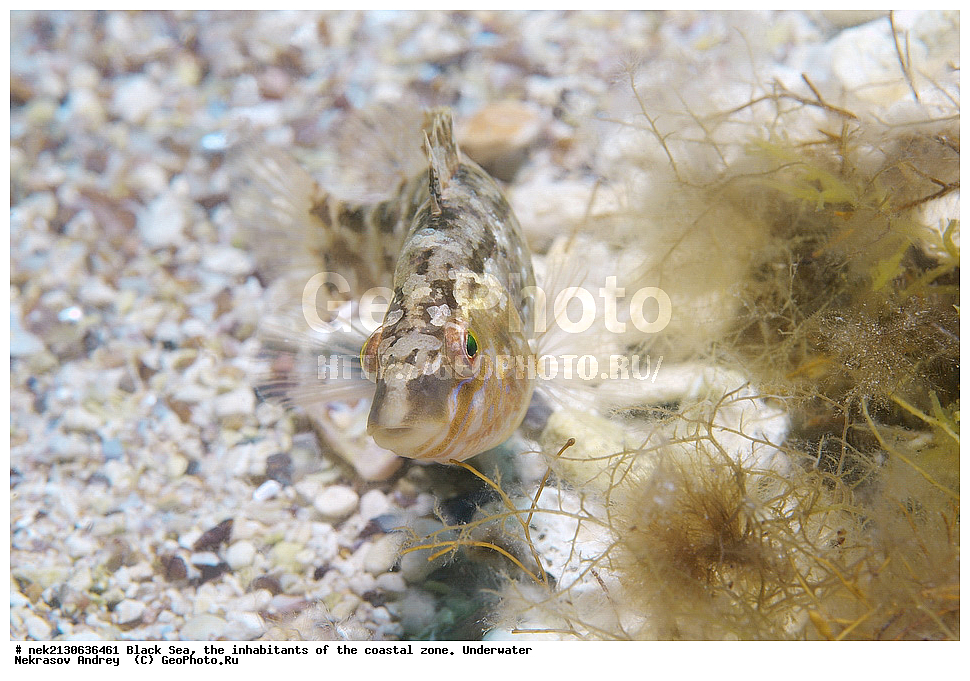 ������ ����, ��������� ������, ����, ����, ���������, ���������, ������, ������, ��������, �����������, �����������, ����������, ���, Crenilabrus cinereus, ��������� ������, ���������, ������, ������, ������, ������� ����, ������� ������, ��������� ���, ��������� ����������, ��� �����, ���, �����, ���������, ���������, ���������, ����, ����, ��������, ��������, �������, ������������, ������������, ����, ���������� ���������, ��������, ���, ���������, �����, �����, �����