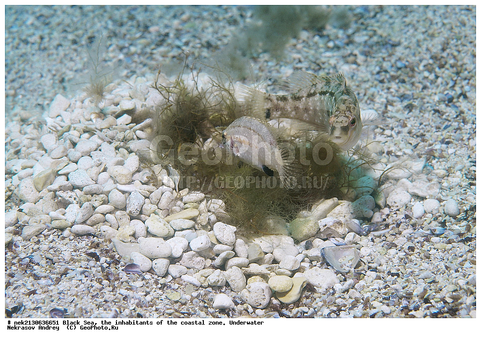 ������ ����, ��������� ������, ����, ����, ���������, ���������, ������, ������, ��������, �����������, �����������, ����������, ���, Crenilabrus cinereus, ��������� ������, ���������, ������, ������, ������, ������� ����, ������� ������, ��������� ���, ��������� ����������, ��� �����, ���, �����, ���������, ���������, ���������, ����, ����, ��������, ��������, �������, ������������, ������������, ����, ���������� ���������, ��������, ���, ���������, �����, �����, �����