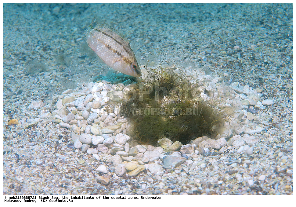 ������ ����, ��������� ������, ����, ����, ���������, ���������, ������, ������, ��������, �����������, �����������, ����������, ���, Crenilabrus cinereus, ��������� ������, ���������, ������, ������, ������, ������� ����, ������� ������, ��������� ���, ��������� ����������, ��� �����, ���, �����, ���������, ���������, ���������, ����, ����, ��������, ��������, �������, ������������, ������������, ����, ���������� ���������, ��������, ���, ���������, �����, �����, �����