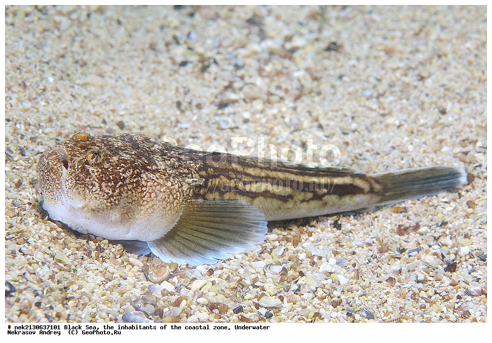 ������ ����, ��������� ������, ����, ����, ������� ������, ���������, Uranoscopus scaber, ��������� ���, ��������� ����������, ��� �����, ���, �����, ���������, ���������, ���������, ����, ����, ��������, ��������, �������, ������������, ������������, ����, ���������� ���������, ��������, ���, ���������, �����, �����, �����