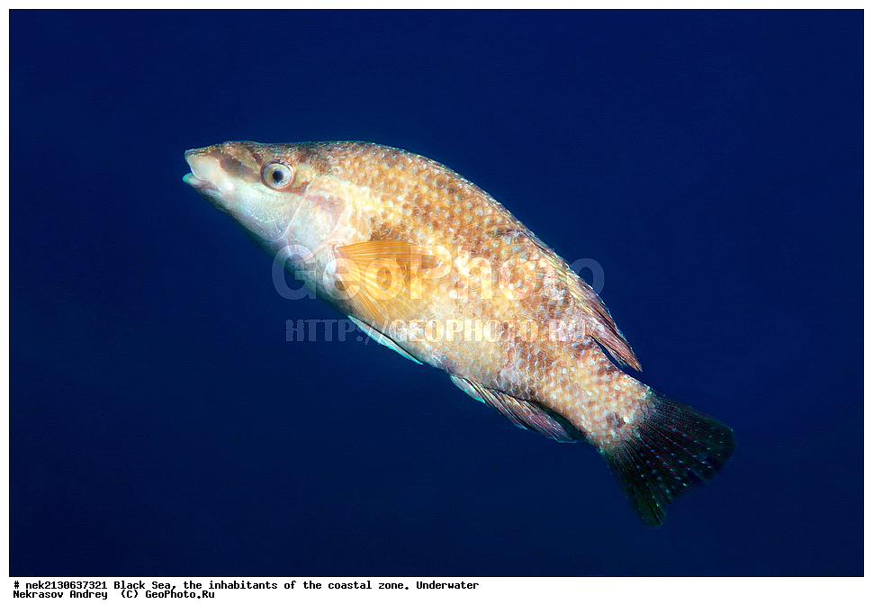 ������ ����, ��������� ������, ��������� ������, Crenilabrus tinca, ������, ���������, ���������, ����, ����, ��������� ���, ��������� ����������, ��� �����, ���, �����, ���������, ���������, ���������, ����, ����, ��������, ��������, �������, ������������, ������������, ����, ���������� ���������, ��������, ���, ���������, �����, �����, �����