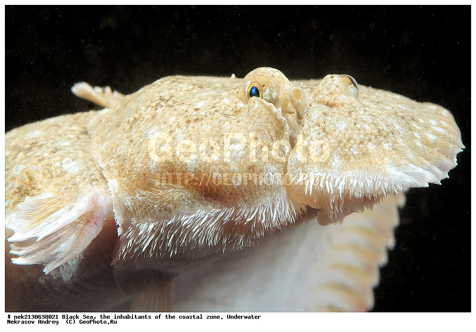 ������ ����, ��������� ������, �������, ����, ������� ����, �����, �����������, �������, ����������, �����������, ����, ����, Solea lascaris nasuta, Solea nasuta, ��������� ���, ��������� ����������, ��� �����, ���, �����, ���������, ���������, ���������, ����, ����, ��������, ��������, �������, ������������, ������������, ����, ���������� ���������, ��������, ���, ���������, �����, �����, �����