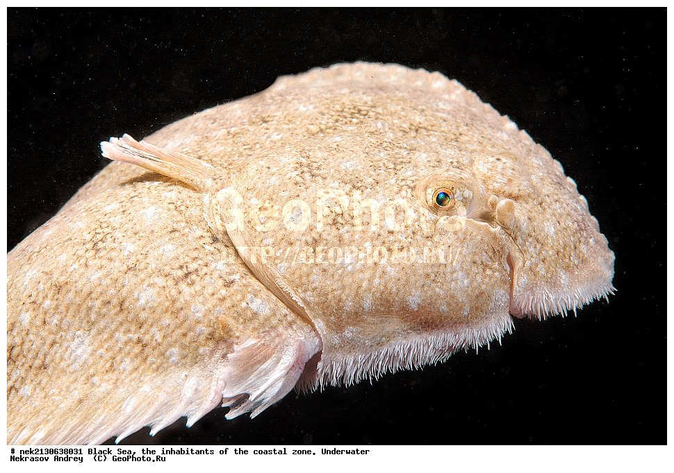 ������ ����, ��������� ������, �������, ����, ������� ����, �����, �����������, �������, ����������, �����������, ����, ����, Solea lascaris nasuta, Solea nasuta, ��������� ���, ��������� ����������, ��� �����, ���, �����, ���������, ���������, ���������, ����, ����, ��������, ��������, �������, ������������, ������������, ����, ���������� ���������, ��������, ���, ���������, �����, �����, �����