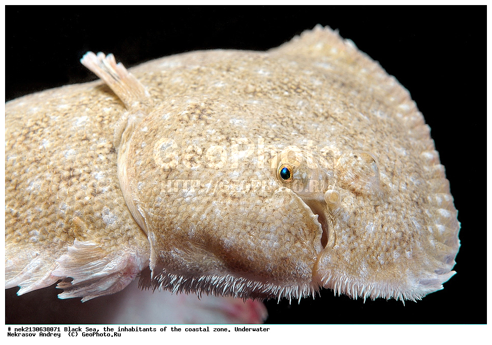 ������ ����, ��������� ������, �������, ����, ������� ����, �����, �����������, �������, ����������, �����������, ����, ����, Solea lascaris nasuta, Solea nasuta, ��������� ���, ��������� ����������, ��� �����, ���, �����, ���������, ���������, ���������, ����, ����, ��������, ��������, �������, ������������, ������������, ����, ���������� ���������, ��������, ���, ���������, �����, �����, �����