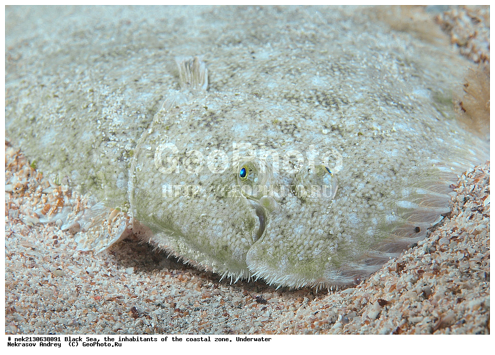 ������ ����, ��������� ������, �������, ����, ������� ����, �����, �����������, �������, ����������, �����������, ����, ����, Solea lascaris nasuta, Solea nasuta, ��������� ���, ��������� ����������, ��� �����, ���, �����, ���������, ���������, ���������, ����, ����, ��������, ��������, �������, ������������, ������������, ����, ���������� ���������, ��������, ���, ���������, �����, �����, �����