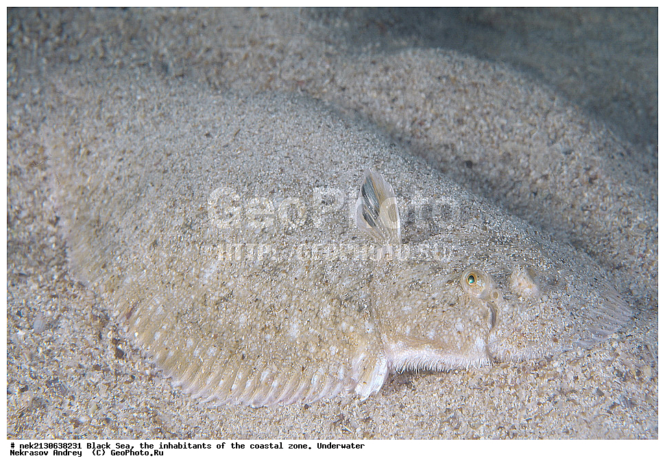 ������ ����, ��������� ������, �������, ����, ������� ����, �����, �����������, �������, ����������, �����������, ����, ����, Solea lascaris nasuta, Solea nasuta, ��������� ���, ��������� ����������, ��� �����, ���, �����, ���������, ���������, ���������, ����, ����, ��������, ��������, �������, ������������, ������������, ����, ���������� ���������, ��������, ���, ���������, �����, �����, �����