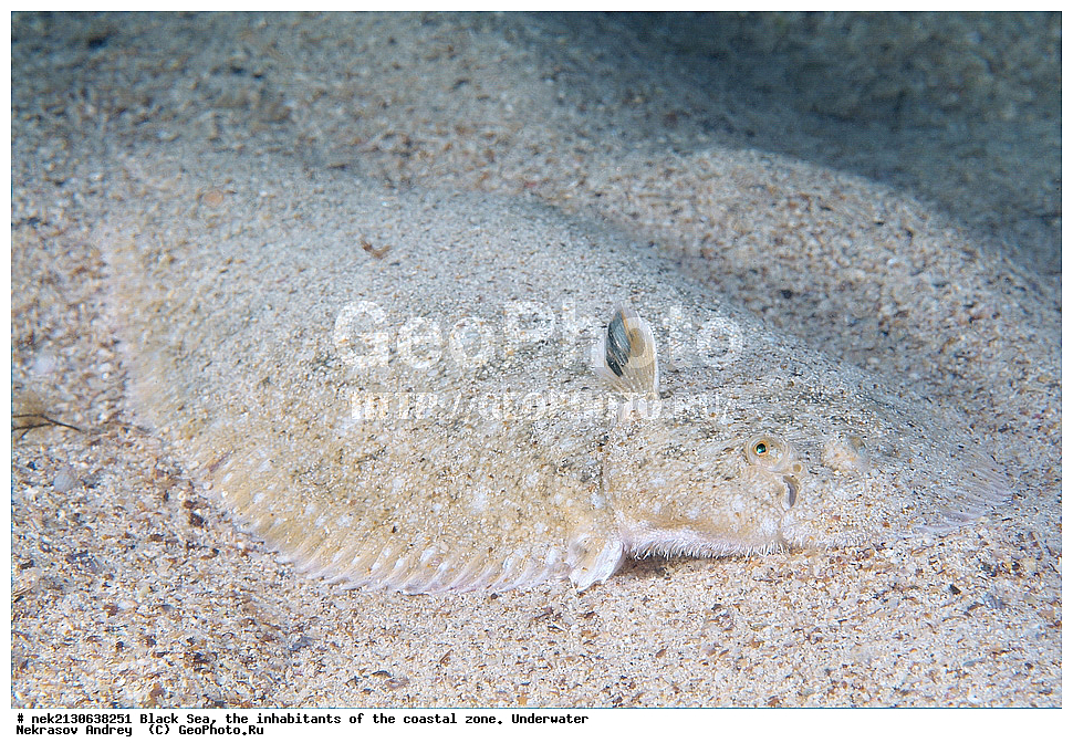 ������ ����, ��������� ������, �������, ����, ������� ����, �����, �����������, �������, ����������, �����������, ����, ����, Solea lascaris nasuta, Solea nasuta, ��������� ���, ��������� ����������, ��� �����, ���, �����, ���������, ���������, ���������, ����, ����, ��������, ��������, �������, ������������, ������������, ����, ���������� ���������, ��������, ���, ���������, �����, �����, �����, ����������, ��������, ����������, �, �����, �������, ���������, ������������, �����������, ��������������, �����, ���������, ��������