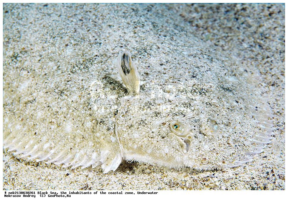 ������ ����, ��������� ������, �������, ����, ������� ����, �����, �����������, �������, ����������, �����������, ����, ����, Solea lascaris nasuta, Solea nasuta, ��������� ���, ��������� ����������, ��� �����, ���, �����, ���������, ���������, ���������, ����, ����, ��������, ��������, �������, ������������, ������������, ����, ���������� ���������, ��������, ���, ���������, �����, �����, �����