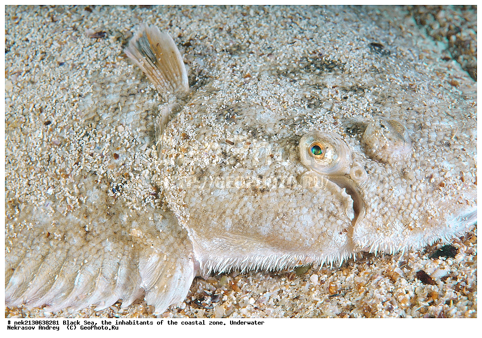 ������ ����, ��������� ������, �������, ����, ������� ����, �����, �����������, �������, ����������, �����������, ����, ����, Solea lascaris nasuta, Solea nasuta, ��������� ���, ��������� ����������, ��� �����, ���, �����, ���������, ���������, ���������, ����, ����, ��������, ��������, �������, ������������, ������������, ����, ���������� ���������, ��������, ���, ���������, �����, �����, �����