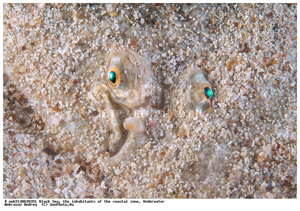 ������ ����, ��������� ������, �������, ����, ������� ����, �����, �����������, �������, ����������, �����������, ����, ����, Solea lascaris nasuta, Solea nasuta, ��������� ���, ��������� ����������, ��� �����, ���, �����, ���������, ���������, ���������, ����, ����, ��������, ��������, �������, ������������, ������������, ����, ���������� ���������, ��������, ���, ���������, �����, �����, �����, ����������, ��������, ����������, �, �����, �������, ���������, ������������, �����������, ��������������, �����, ���������, ��������