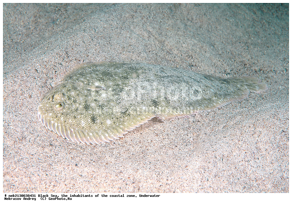 ������ ����, ��������� ������, �������, ����, ������� ����, �����, �����������, �������, ����������, �����������, ����, ����, Solea lascaris nasuta, Solea nasuta, ��������� ���, ��������� ����������, ��� �����, ���, �����, ���������, ���������, ���������, ����, ����, ��������, ��������, �������, ������������, ������������, ����, ���������� ���������, ��������, ���, ���������, �����, �����, �����