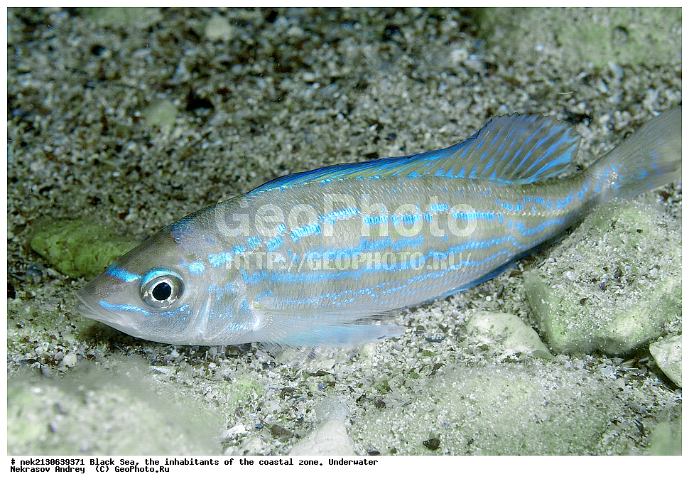 ������ ����, ��������� ������, �������, Spicara smaris, ����, ����, ����� �����, ��������� ���, ��������� ����������, ��� �����, ���, �����, ���������, ���������, ���������, ����, ����, ��������, ��������, �������, ������������, ������������, ����, ���������� ���������, ��������, ���, ���������, �����, �����, �����