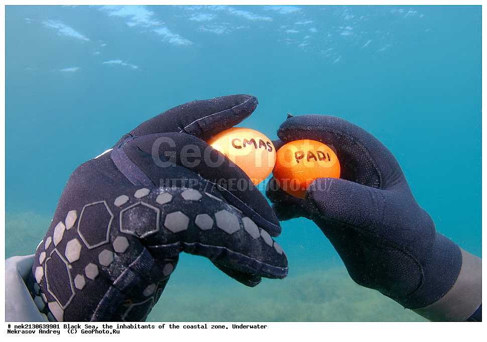 ������ ����, ��������� ������, ���, �����, ���������, ���, ���������, ����, ����, ���������, ��������, �������, �����, �������, ���������, ����, ��������, ��������, ����, ����, ��������, ��������, �������, ��������, PADI, CMAS, ����, ��������, ���, ����, 2, ����, ��������, ��������� ������, ��������� ������, �����������, ���, ���, ����, �����, ��������, ��������, �������, ����, ���, ��� �����, ���������, ��������� ����������, ���������, ���������, ��������� ���, ���������� ���������,  ������������, ������ ����