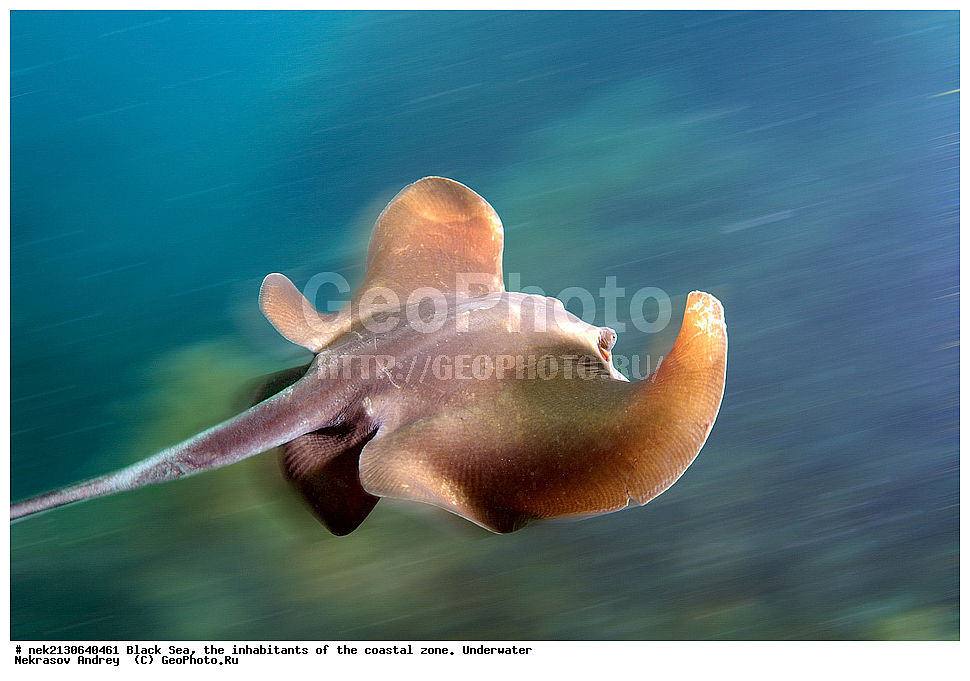 ������ ����, ��������� ������, ����, ����, ����, �����, ���������, ������� ���,  Dasiatis pastinaca, ������, ��������, ���������, ��������� ���, ��������� ����������, ��� �����, ���, �����, ���������, ���������, ���������, ����, ����, ��������, ��������, �������, ������������, ������������, ����, ���������� ���������, ��������, ���, ���������, �����, �����, �����