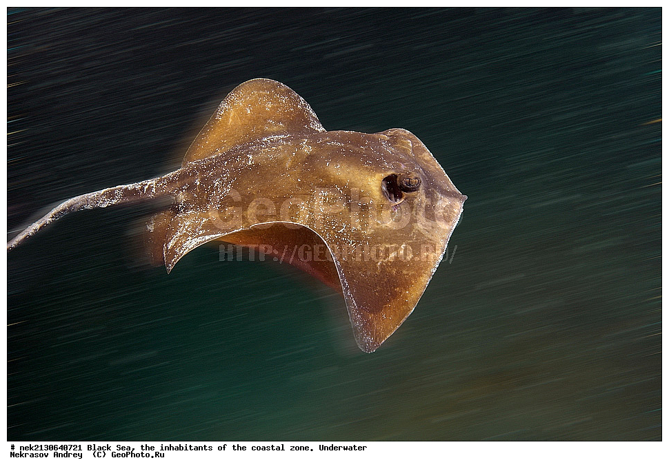 ������ ����, ��������� ������, ����, ����, ����, �����, ���������, ������� ���,  Dasiatis pastinaca, ������, ��������, ���������, ��������� ���, ��������� ����������, ��� �����, ���, �����, ���������, ���������, ���������, ����, ����, ��������, ��������, �������, ������������, ������������, ����, ���������� ���������, ��������, ���, ���������, �����, �����, �����