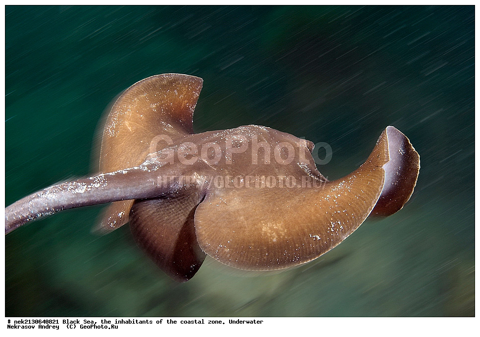 ������ ����, ��������� ������, ����, ����, ����, �����, ���������, ������� ���,  Dasiatis pastinaca, ������, ��������, ���������, ��������� ���, ��������� ����������, ��� �����, ���, �����, ���������, ���������, ���������, ����, ����, ��������, ��������, �������, ������������, ������������, ����, ���������� ���������, ��������, ���, ���������, �����, �����, �����