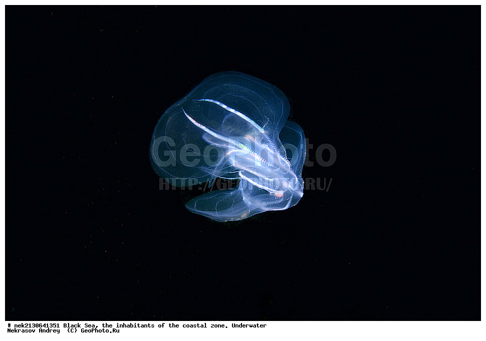 ������ ����, ��������� ������, ���������, Mnemiopsis leidyi, ���, ��������, ��������, ����������, ��������� ���, ��������� ����������, ��� �����, ���, �����, ���������, ���������, ���������, ����, ����, ��������, ��������, �������, ������������, ������������, ����, ���������� ���������, ��������, ���, ���������, �����, �����, �����, ����, ����, ��������, ��������, ��������, ��������, ������ ����, ���-��������