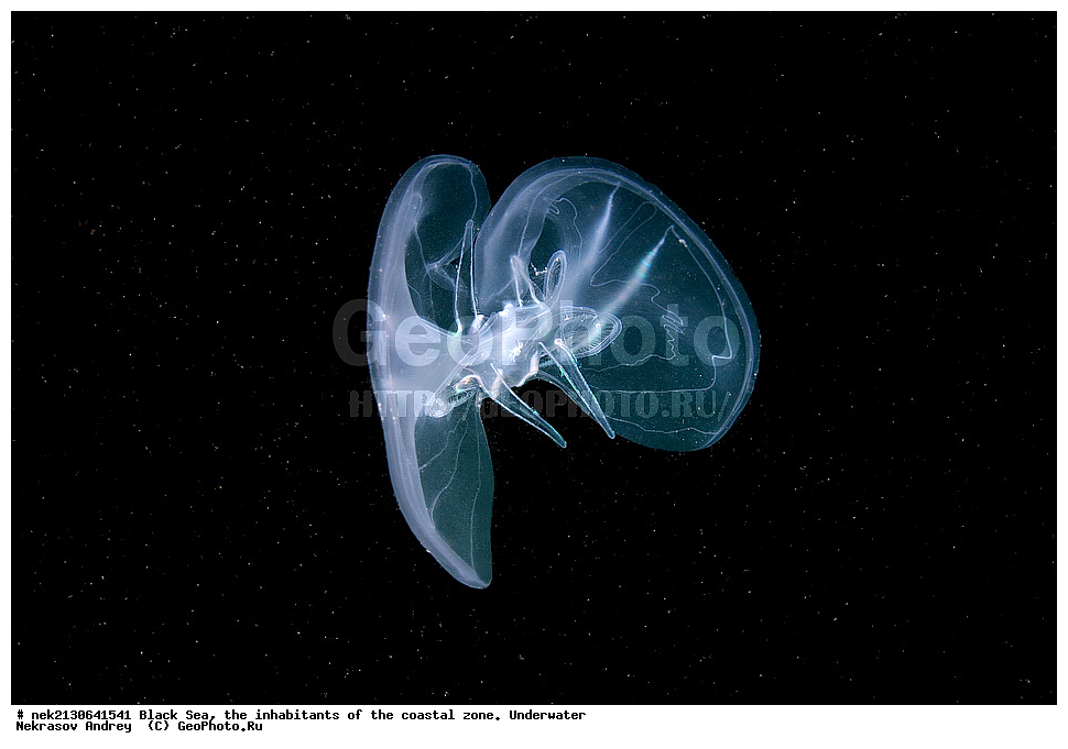 ������ ����, ��������� ������, ���������, Mnemiopsis leidyi, ���, ��������, ��������, ����������, ��������� ���, ��������� ����������, ��� �����, ���, �����, ���������, ���������, ���������, ����, ����, ��������, ��������, �������, ������������, ������������, ����, ���������� ���������, ��������, ���, ���������, �����, �����, �����, ����, ����, ��������, ��������, ��������, ��������, ������ ����, ���-��������