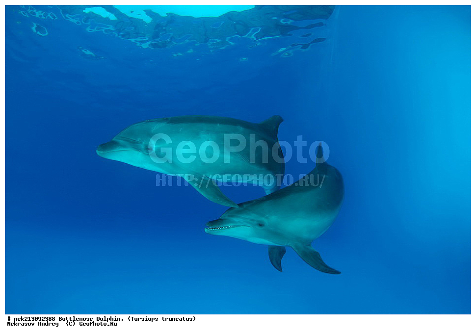 ����������� ����, ������� �������������, ������, ��������� ���, �������, �����������, ������,  ��������, ����, ������, ������, �����, ������, �������, ������, �������, �������, �����������, ��������, ����� �������, ��������, ����� ����, �������, ������� �����, �������, �������, ����, ���������, ����������, ���������� ��� ����, ���, ���������, ��������� ����������, ���������, ���������, ���������, ��������� ����������, ���������, ��������� �����, ��� �����, ��������, ���������, ������� � �������, ��������, ������������, �������, �������, ������������ �������, ������������