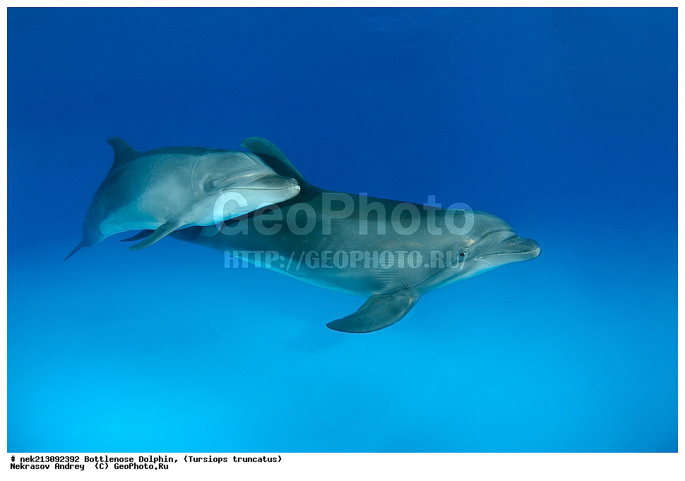 ����������� ����, ������� �������������, ������, ��������� ���, �������, �����������, ������,  ��������, ����, ������, ������, �����, ������, �������, ������, �������, �������, �����������, ��������, ����� �������, ��������, ����� ����, �������, ������� �����, �������, �������, ����, ���������, ����������, ���������� ��� ����, ���, ���������, ��������� ����������, ���������, ���������, ���������, ��������� ����������, ���������, ��������� �����, ��� �����, ��������, ���������, ������� � �������, ��������, ������������, �������, �������, ������������ �������, ������������