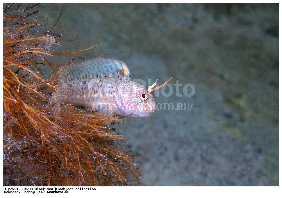 ������ ����, ����������, ���������, ����, ��������, ��������� ������, ���, ����, �����, �����, �����, �����, ��������, ��������, ����, ���������, ���, ��� �����, ���������, ��������� ����������, ���������, ���������, ��������� ���, ���������� ���������, �������, ������������, ������������, ������, ������ ����, ����������������, �������, �������, �������, ������, �������, ����, ����