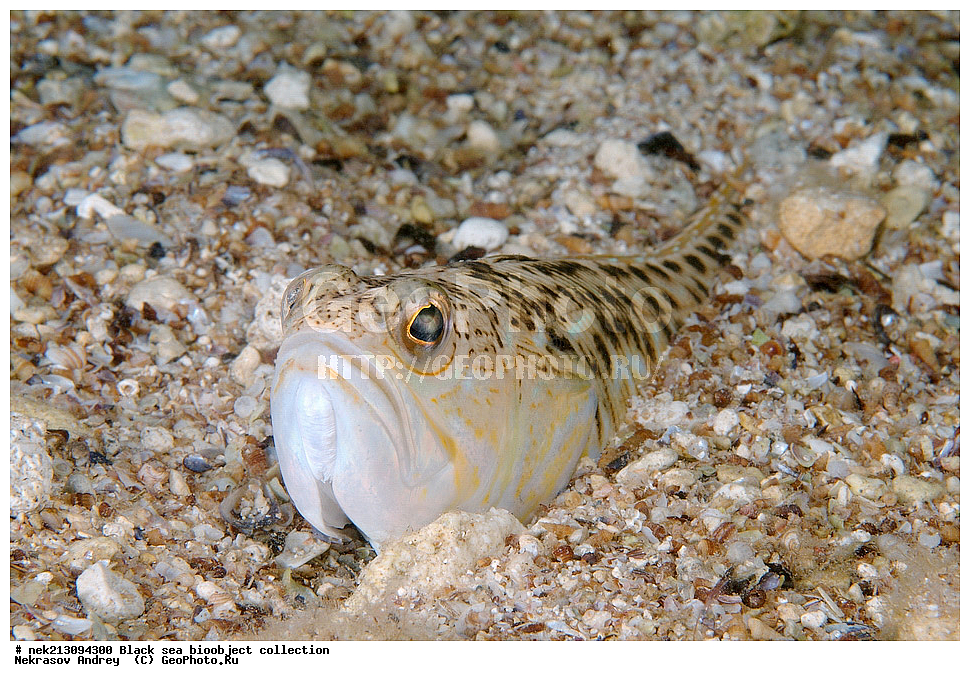 ������ ����, ����������, ���������, ����, ��������, ��������� ������, ���, ����, �����, �����, �����, �����, ��������, ��������, ����, ���������, ���, ��� �����, ���������, ��������� ����������, ���������, ���������, ��������� ���, ���������� ���������, �������, ������������, ������������, ������, ������ ����, �������, ���������, �������, �������, ������, ��������, ������, ��������, ����, ����, �������, �������, ������   , ����������, ��������, ����������, �, �����, �������, ���������, ������������, �����������, ��������������, �����, ���������, ��������