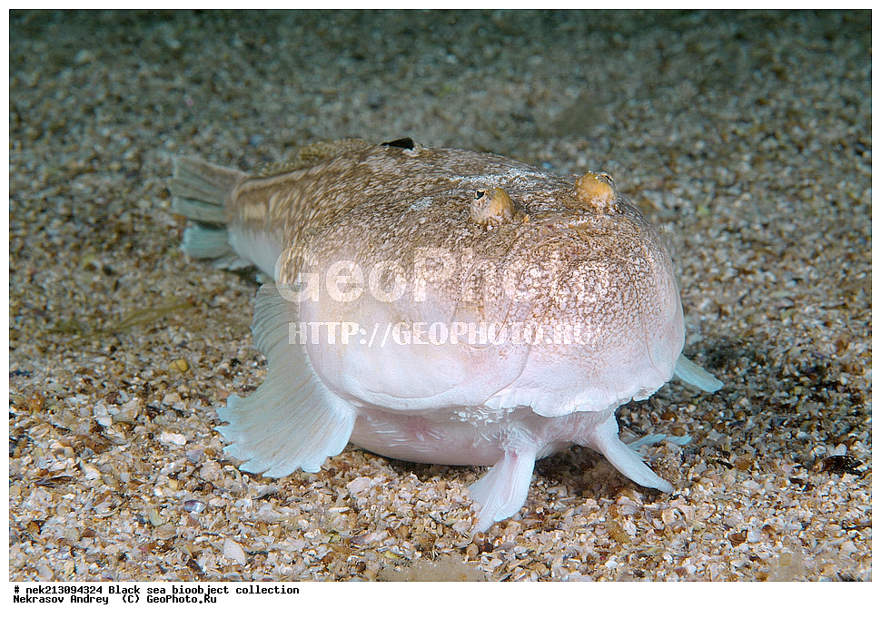 ������ ����, ����������, ���������, ����, ��������, ��������� ������, ���, ����, �����, �����, �����, �����, ��������, ��������, ����, ���������, ���, ��� �����, ���������, ��������� ����������, ���������, ���������, ��������� ���, ���������� ���������, �������, ������������, ������������, ������, ������ ����, ���������, ������� ������, ��������, ��������, ����, ����